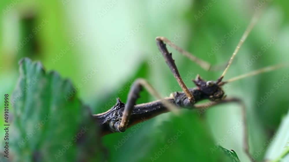 Brown stick bug, walking insect, phasmatodea macro from side with blured background Brown stick bug, walking insect, phasmatodea macro from side with blured background