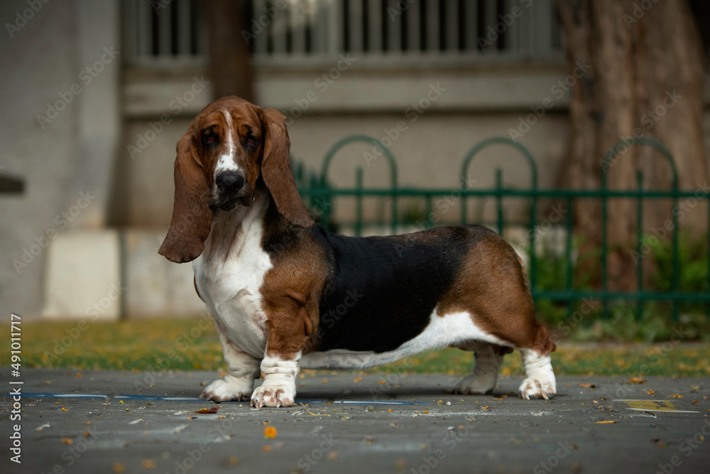 Basset Hound  dog standing, dog show, purebred Basset Hound, park, Hush Puppy