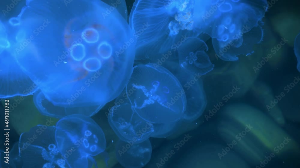 Glowing neon jellyfish swim in sea water against the background of a stone seabed with algae Glowing neon jellyfish swim in sea water against the background of a stone seabed with algae