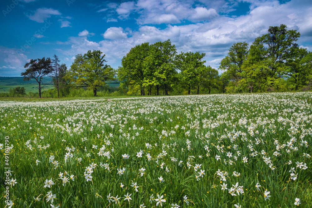 Blooming white daffodil flowers on the green fields