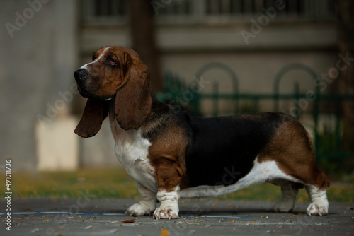 Basset Hound dog standing, dog show, purebred Basset Hound, park, Hush Puppy