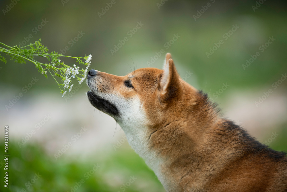 Shiba Inu dog sniffing a flower