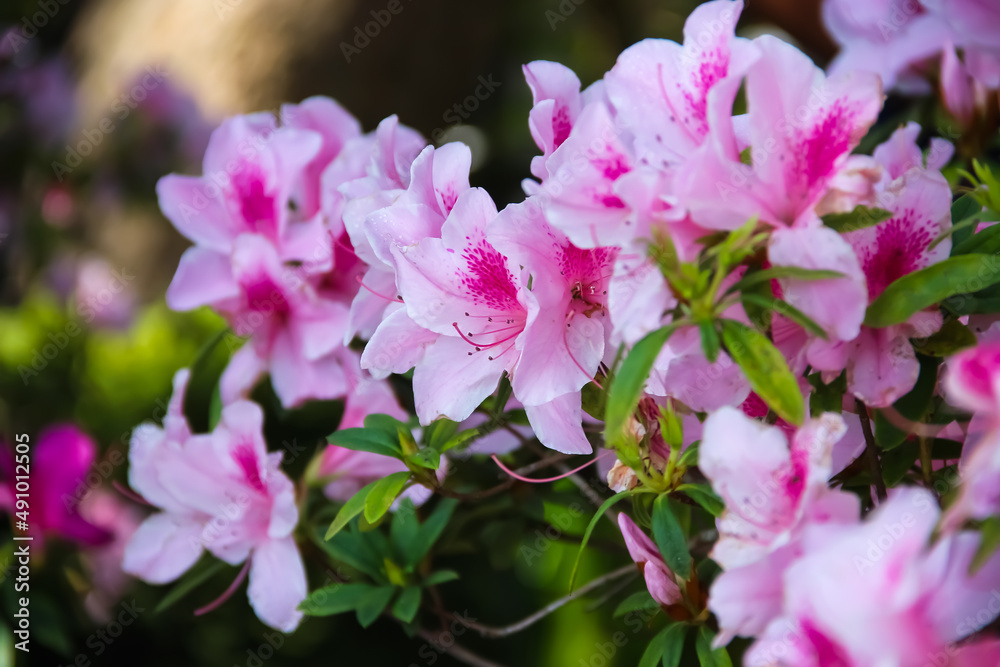 Beautiful pink azaleas flowers bush with water drops blomming on tree branch and green leaf on garden background (Rhododendron simsii or George Taber azalea) Beautiful pink azaleas flowers bush with water drops blomming on tree branch and green leaf on garden background (Rhododendron simsii or George Taber azalea)