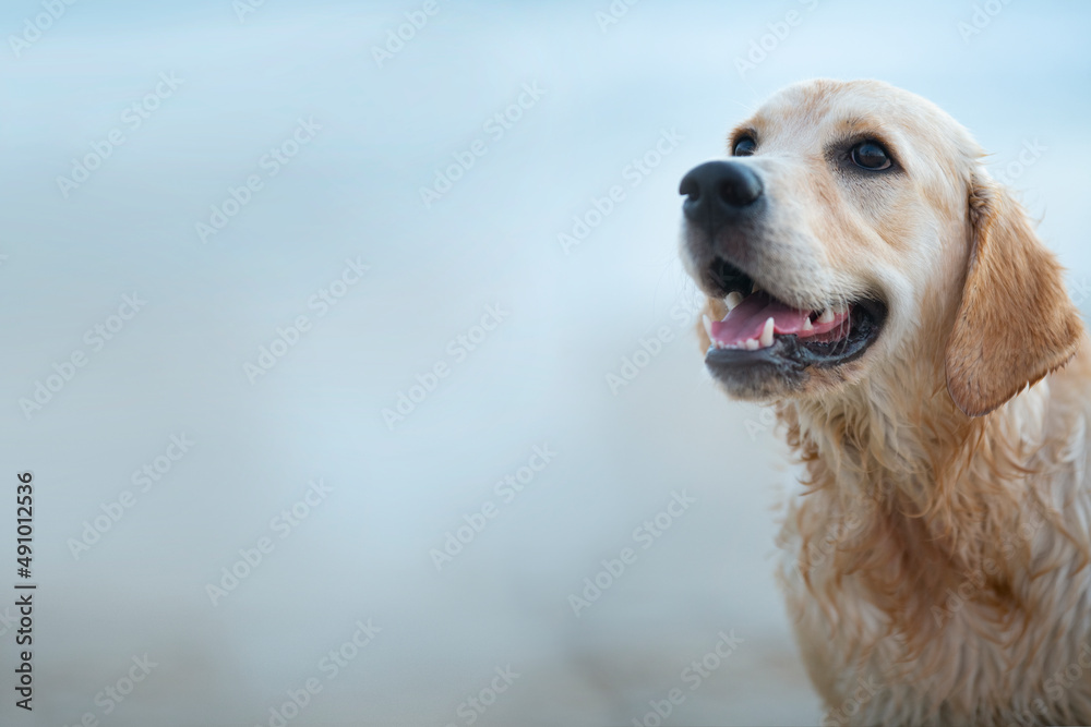 Golden Retriever puppy happy portrait at the beach