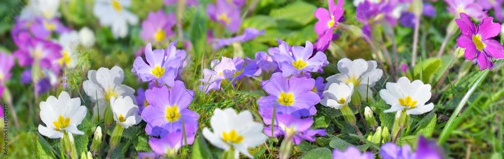 close on pretty purple primrose blooming in garden close on pretty purple primrose blooming in garden