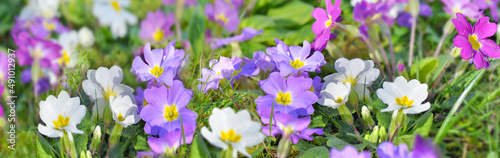close on pretty purple primrose blooming in garden