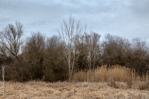 Landscape with poplars, willows and reeds in a wetland, with a cloudy sky.