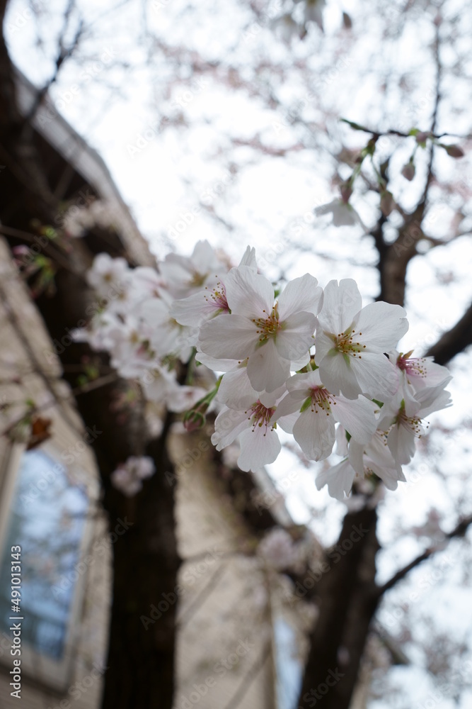 sakura