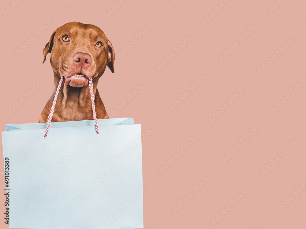 Lovable, pretty puppy brown color and shopping bag. Closeup, indoors. Studio photo. Congratulations for family, loved ones, friends and colleagues. Animal and pet care concept