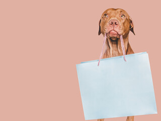 Lovable, pretty puppy brown color and shopping bag. Closeup, indoors. Studio photo. Congratulations for family, loved ones, friends and colleagues. Animal and pet care concept