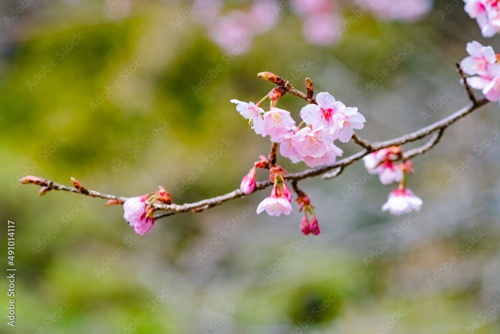 cherry blossom cherry blossom