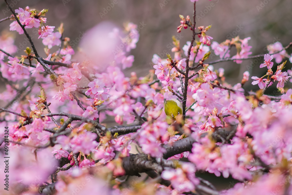 pink cherry blossom