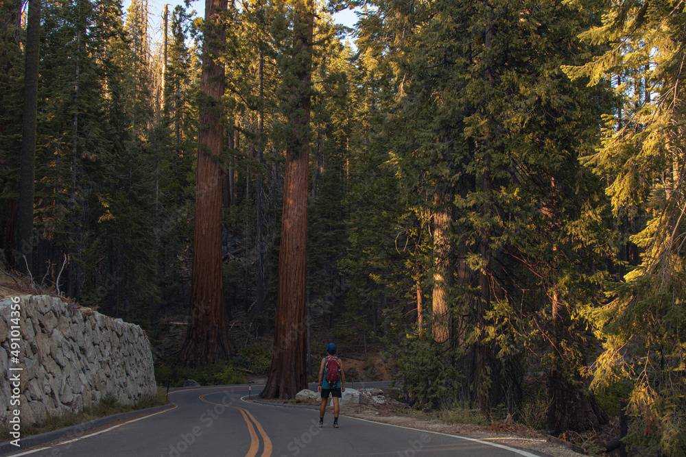Autumnal natural landscape from Yosemite National Park, California, United States Autumnal natural landscape from Yosemite National Park, California, United States