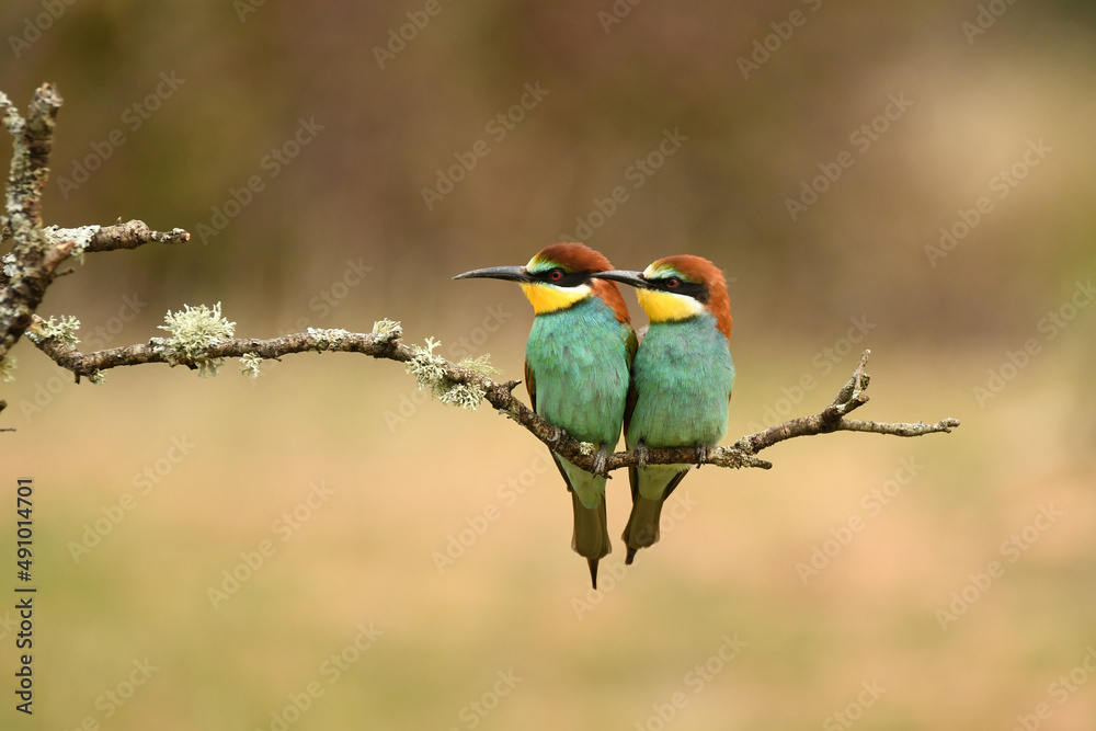 Obraz premium bee-eater poses in the field in spring
