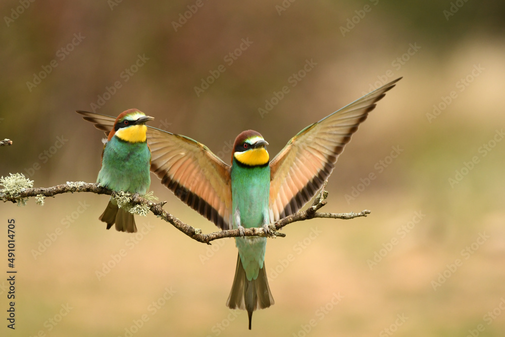 Obraz premium bee-eater poses in the field in spring