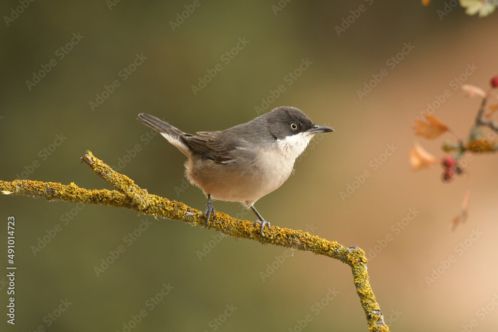 blackbird warbler in autumn in the forest blackbird warbler in autumn in the forest