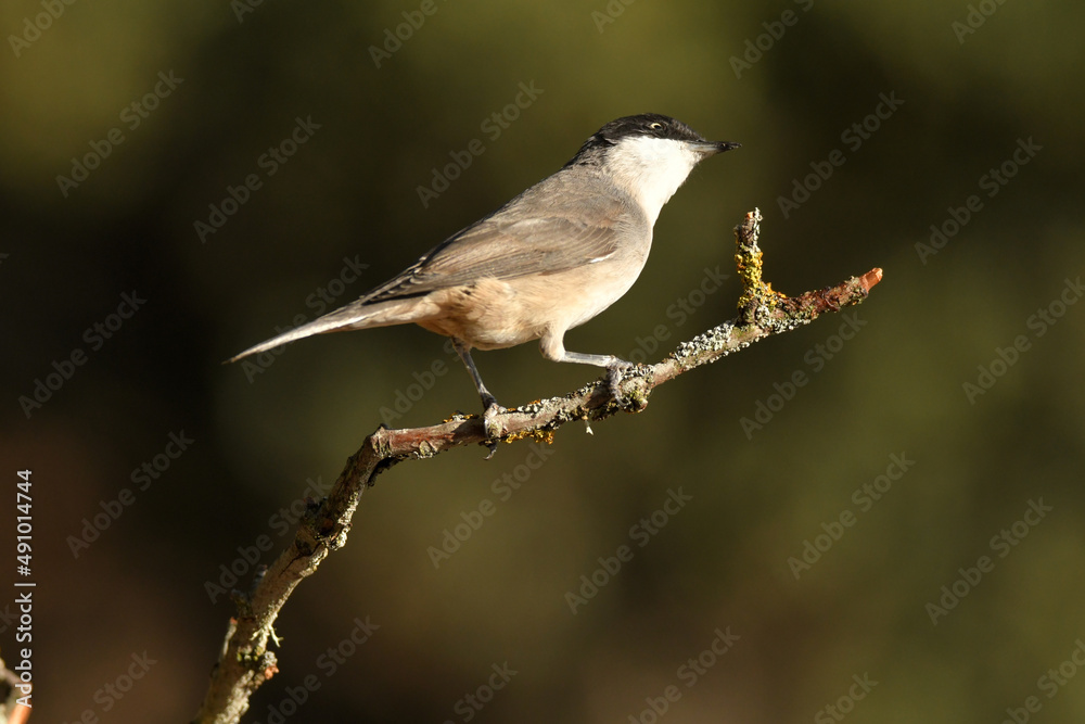 blackbird warbler in autumn in the forest