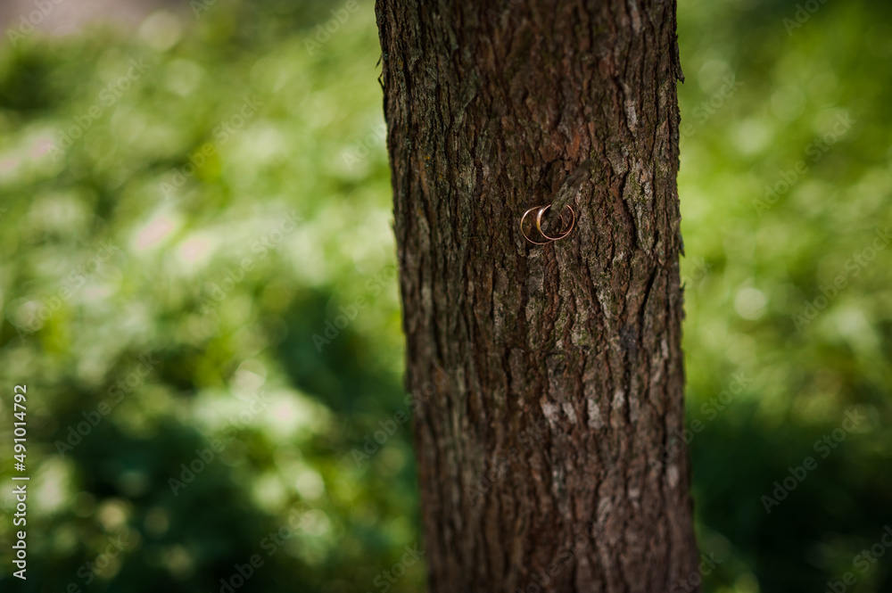 A pair of gold wedding rings on a green background. Rings on the background of leaves and wood A pair of gold wedding rings on a green background. Rings on the background of leaves and wood