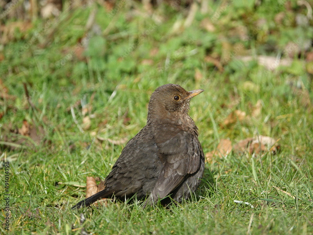 Fototapeta premium female blackbird (Turdus menula) having a quiet moment