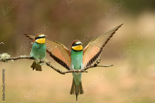 bee-eater poses in the field in spring