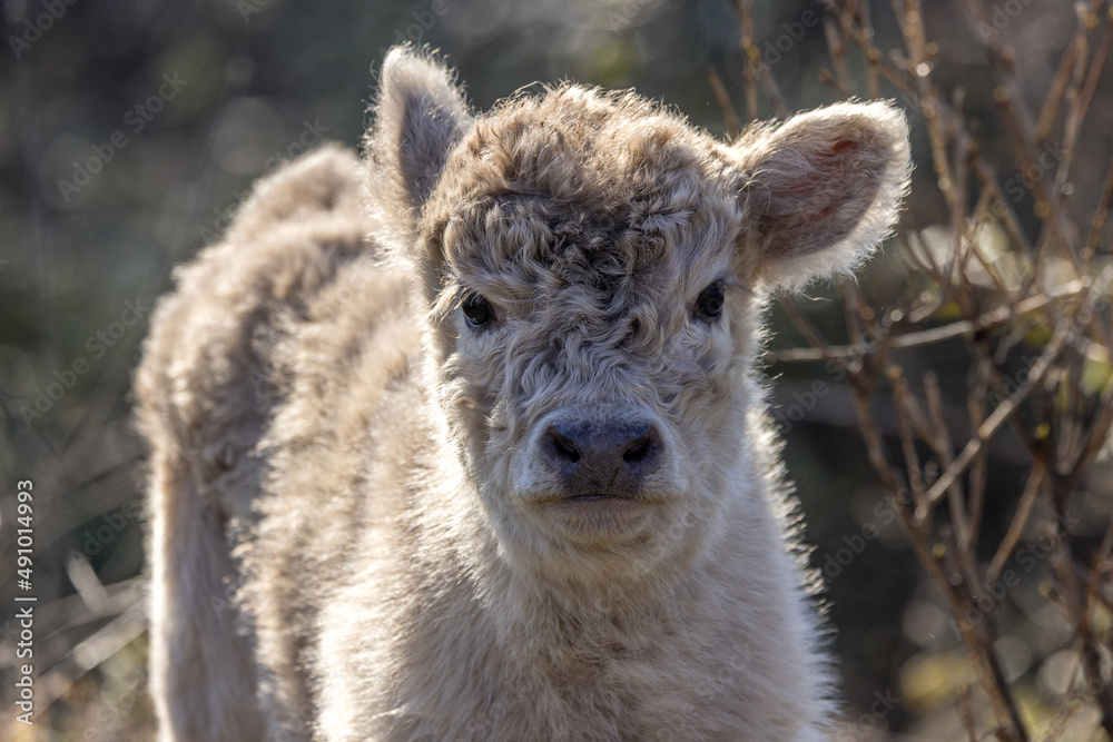 Fototapeta premium Portrait of a Highland calf running free on the Rhone River