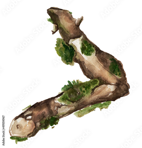 Forest branch with moss watercolor isolated element. Template for decorating designs and illustrations. 