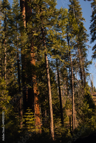 Autumnal natural landscape from Yosemite National Park, California, United States