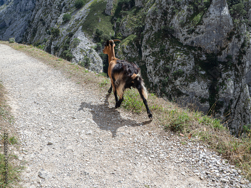 Cabra montesa caminando por la ruta del Cares desde Poncebos en Asturias, para senderistas amantes de la naturaleza y excursiones de montaña, en el verano de 2020 photo