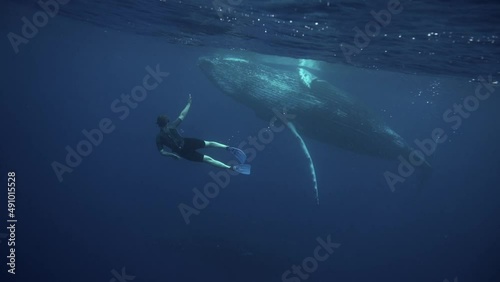 man and humpback whale swim together photo