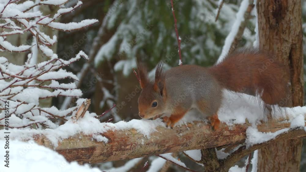 cute red squirrel animal appear move forward winter scene forest natural world norway cute red squirrel animal appear move forward winter scene forest natural world norway