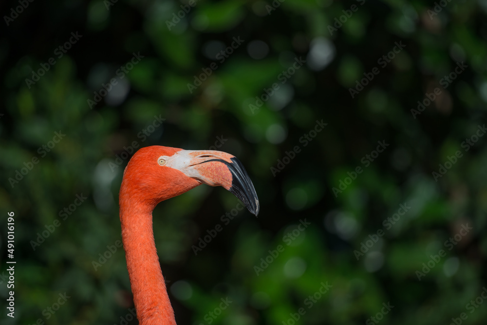 Fototapeta premium pink flamingo portrait