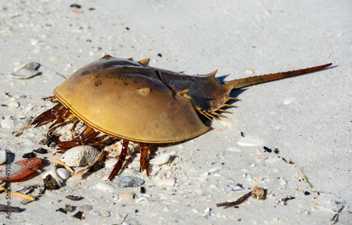 dagger tail crab in Florida