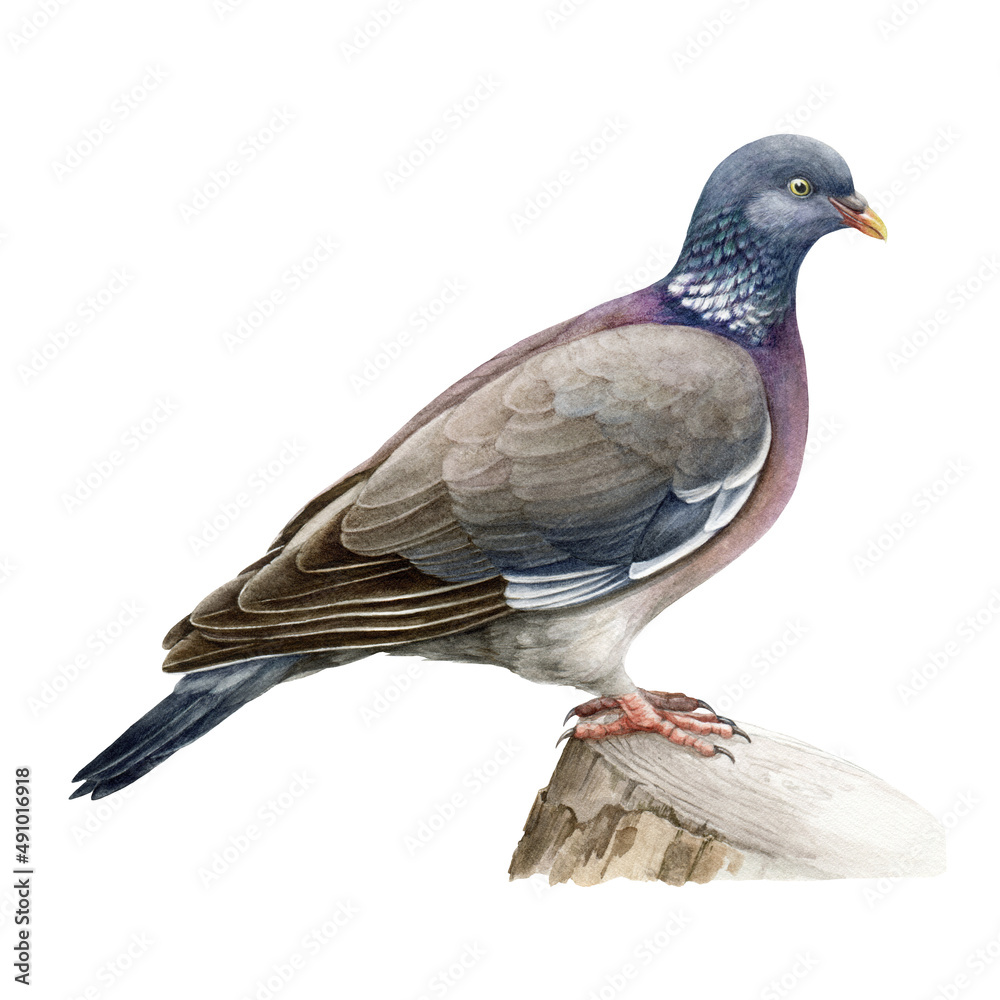 Fototapeta premium Wood pigeon realistic watercolor illustration. Hand drawn Columba palumbus bird. European forest avian. Wood pigeon perched on the stump. Beautiful wildlife bird