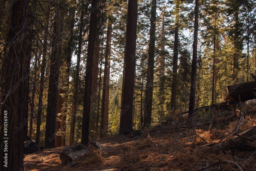Obraz premium Autumnal natural landscape from Yosemite National Park, California, United States