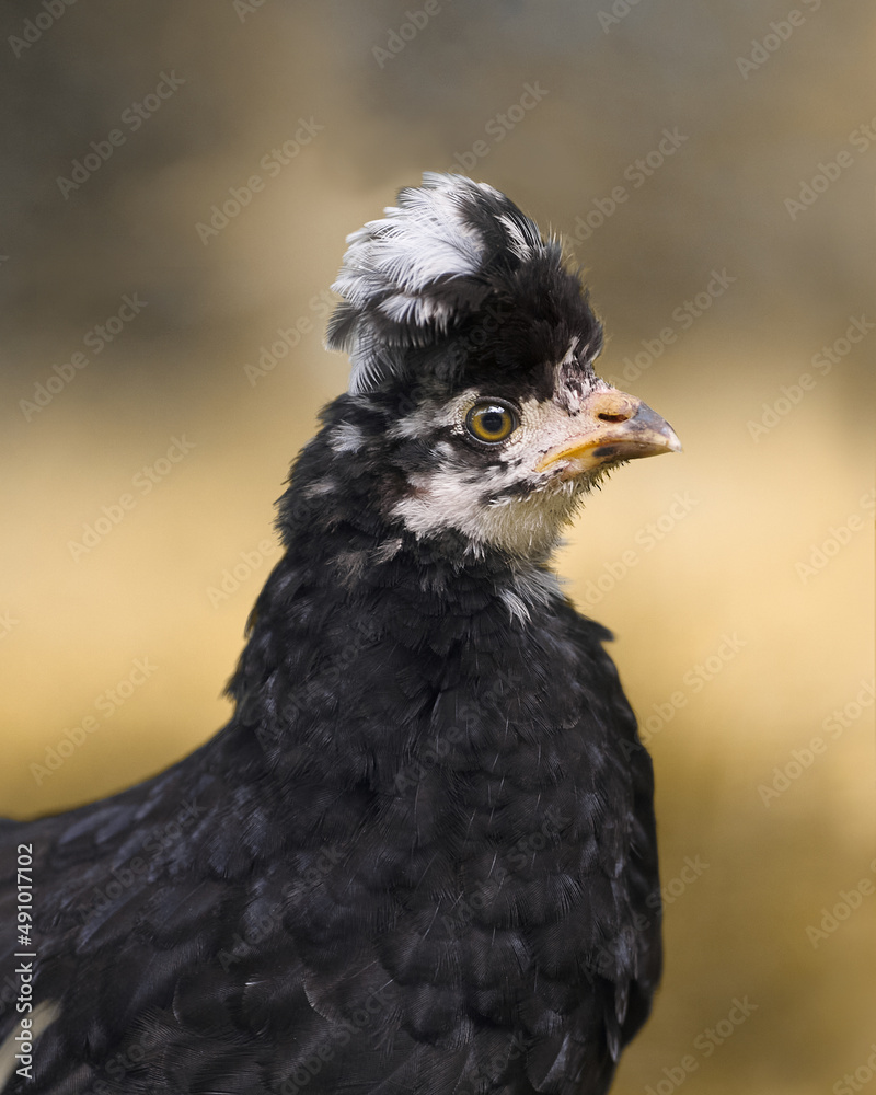 Close up of a baby black Polish chick with white crest Close up of a baby black Polish chick with white crest