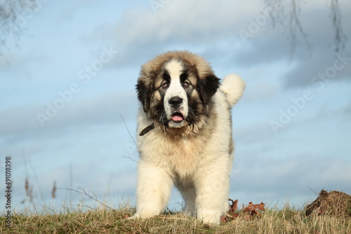 Photography Beautiful Pyrenean Mastiff puppy