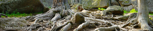 Stones and old tree roots on the ground. Roots in the forest. Close-up. Rocks background for design. Panoramic. National Park "Krasnoyarsk Pillars". Siberia.