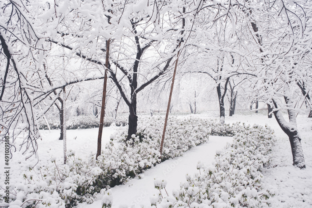 Winter Snow Scenery in Cherry Blossom Garden in East Lake Scenic Area, Wuhan, Hubei