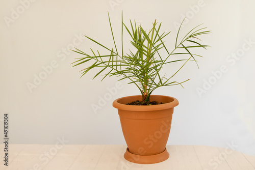 Potted date palm tree growing indoor - Phoenix dactylifera -Concept for care