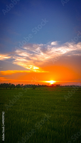 sunset in the paddy field