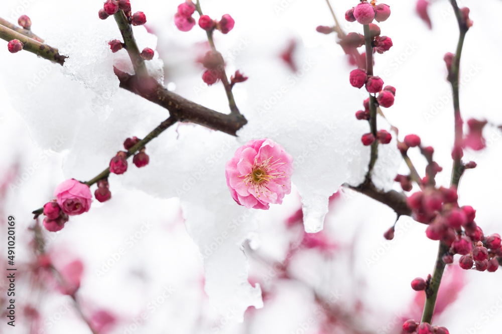 Plum blossoms in snow in East Lake Scenic Area, Wuhan, Hubei Plum blossoms in snow in East Lake Scenic Area, Wuhan, Hubei