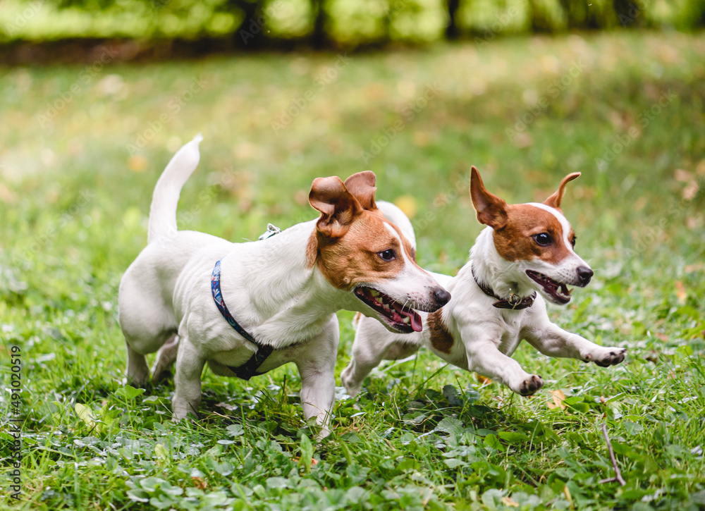 Two joyful Jack Russell Terrier pet dogs playing together happily running on green grass lawn in public park. Adult dog plays with puppy