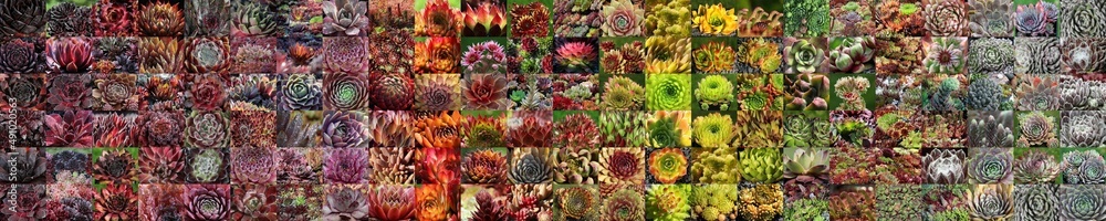 Beautiful collage of colourful sempervivum in a sorted colour gradient panoramic view Beautiful collage of colourful sempervivum in a sorted colour gradient panoramic view