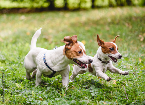 Cuadro en lienzo Two joyful Jack Russell Terrier pet dogs playing together happily running on green grass lawn in public park
