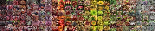 Beautiful collage of colourful sempervivum in a sorted colour gradient panoramic view