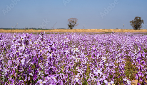 Blooming wild Matthiola or Levkoy flowers in the meadow photo