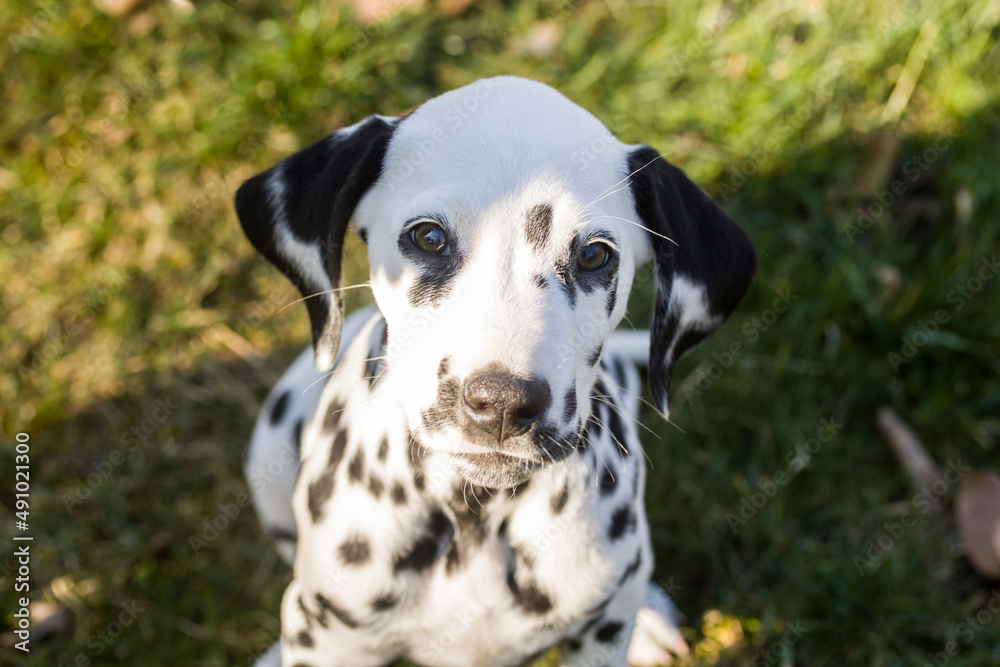 Dalmatiner Portrait Welpe