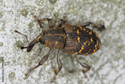 Snout beetle (Hylobius abietis) sitting on pine wood, macro photo.