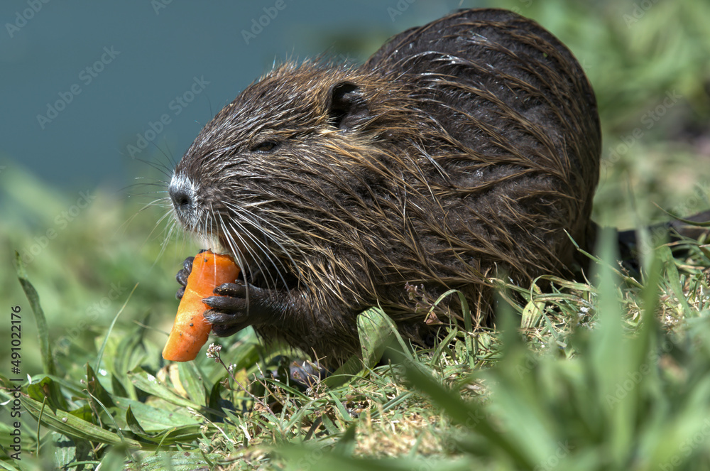 Ragondin mangeant une carotte au bord de l'eau Ragondin mangeant une carotte au bord de l'eau
