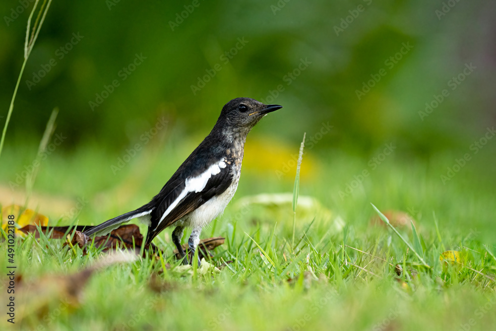 Close up of one small oriental magpie in a green environment Close up of one small oriental magpie in a green environment